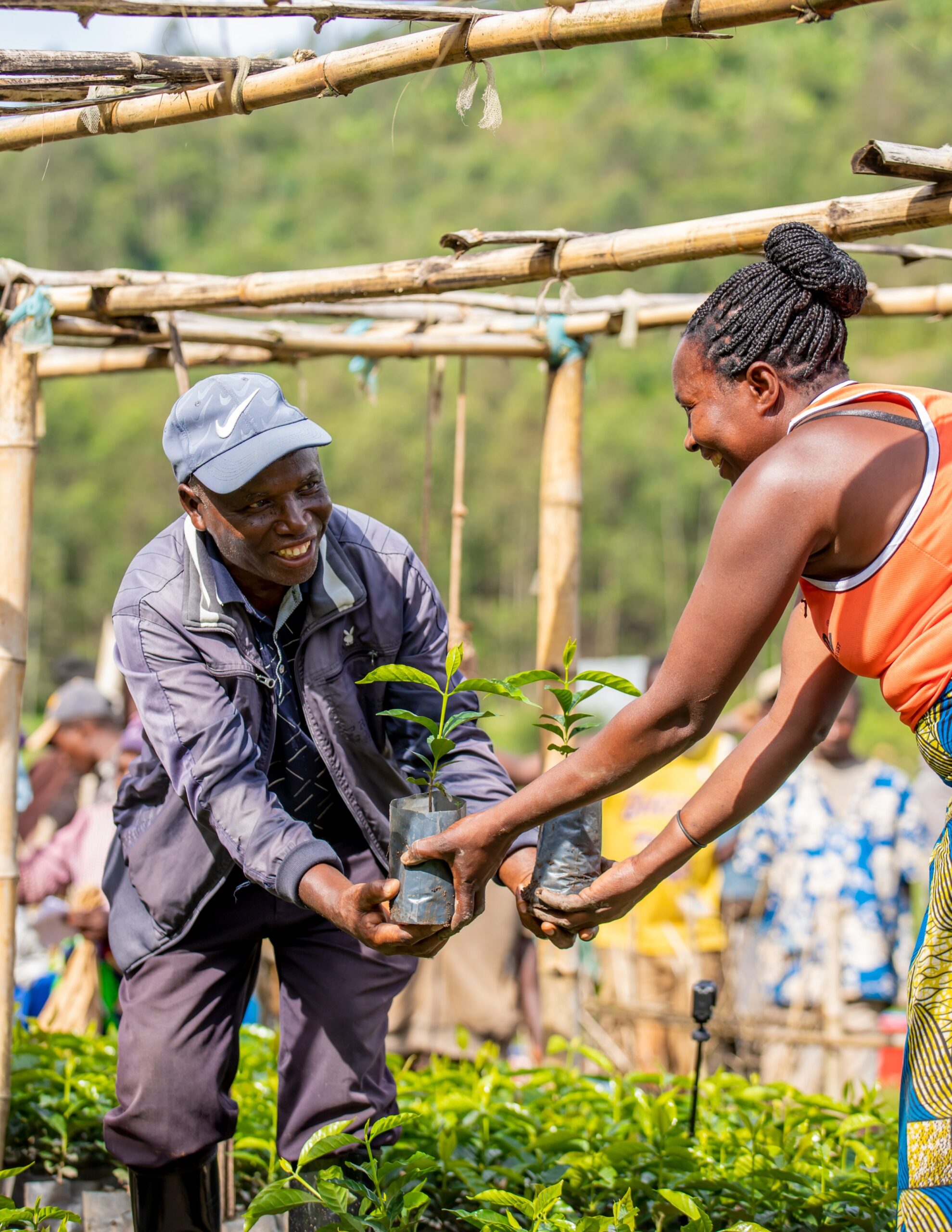 U Rwanda rugiye gutera ibiti bya Kawa birenga miliyoni 2